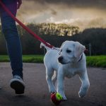 5 Reasons Why You Should Own A Wait Dog Leash