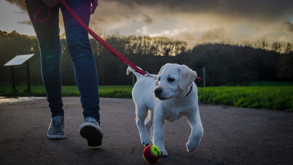 5 Reasons Why You Should Own A Wait Dog Leash