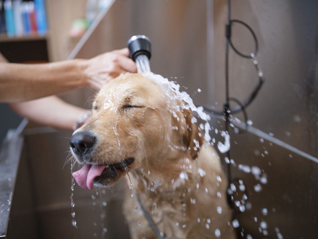 Wash your pets every week