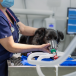 Emergency dog hospital in Encino