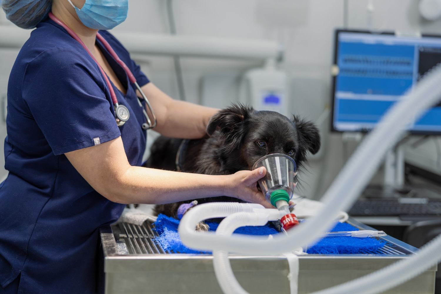 Emergency dog hospital in Encino