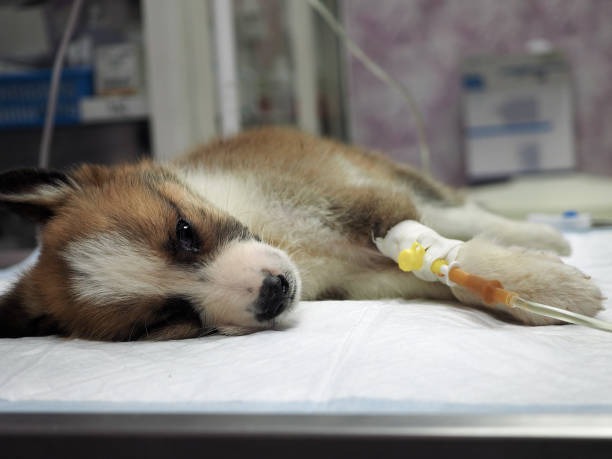 Puppy emergency hospital in Encino