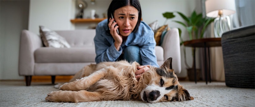 Dog emergency